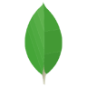 MongoDB icon